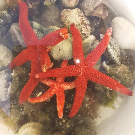 In Laguna ...tra Sacro E Profano *