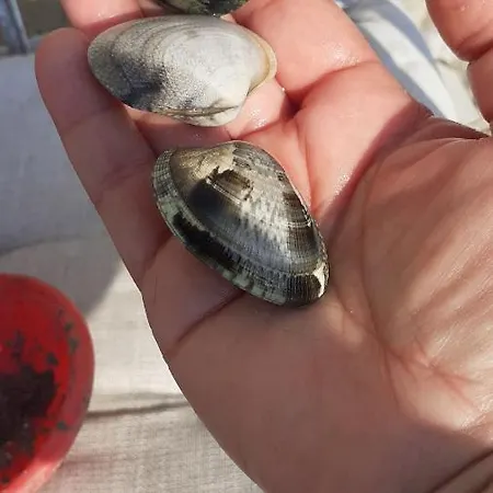 In Laguna ...tra Sacro E Profano Marceddi