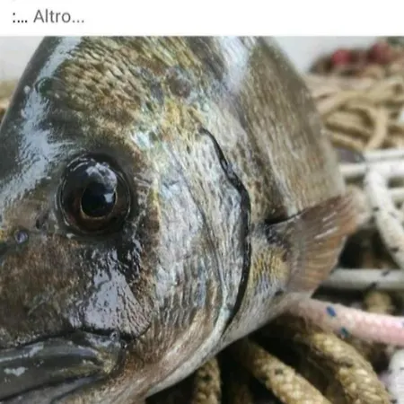 In Laguna ...tra Sacro E Profano *